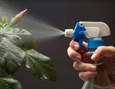 Insecticidal Soap for Garden Pest Control Image